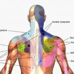 rhomboid