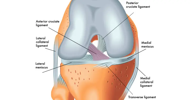 front-on view of the Anterior cruciate ligament