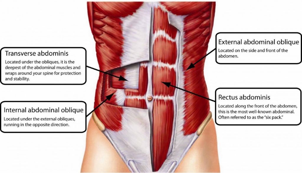 abdominal anatomy