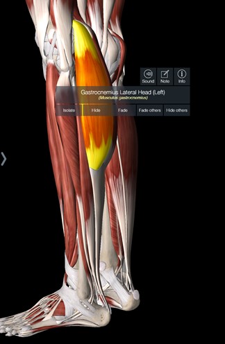 Outer Calf Muscle Side