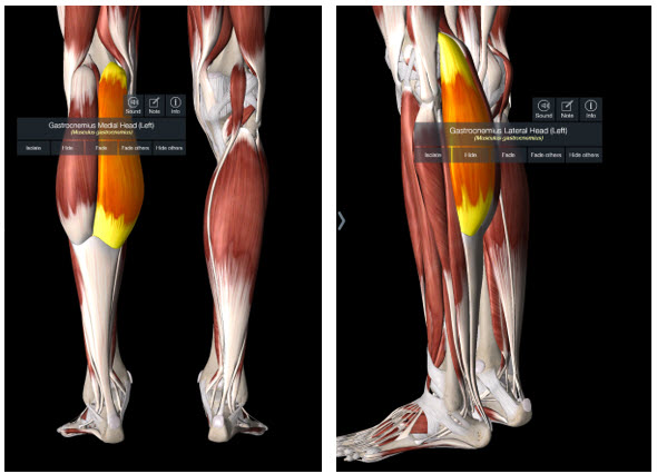 bottom Sore of calf deep calf