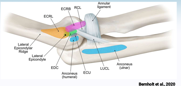 Elbow Pain