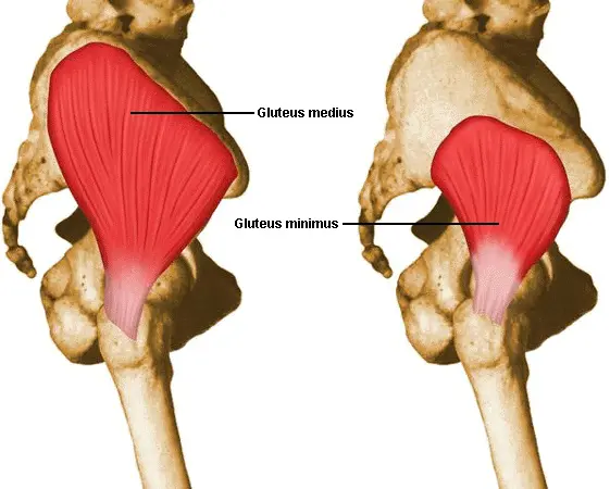 gluteus medius and minimus muscles and tendons