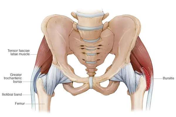 the greater trochanteric bursa and iliotibial band