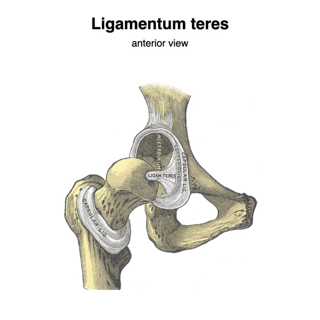 Ligamentum teres anterior view illustration