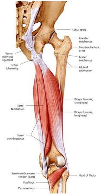 Hamstring