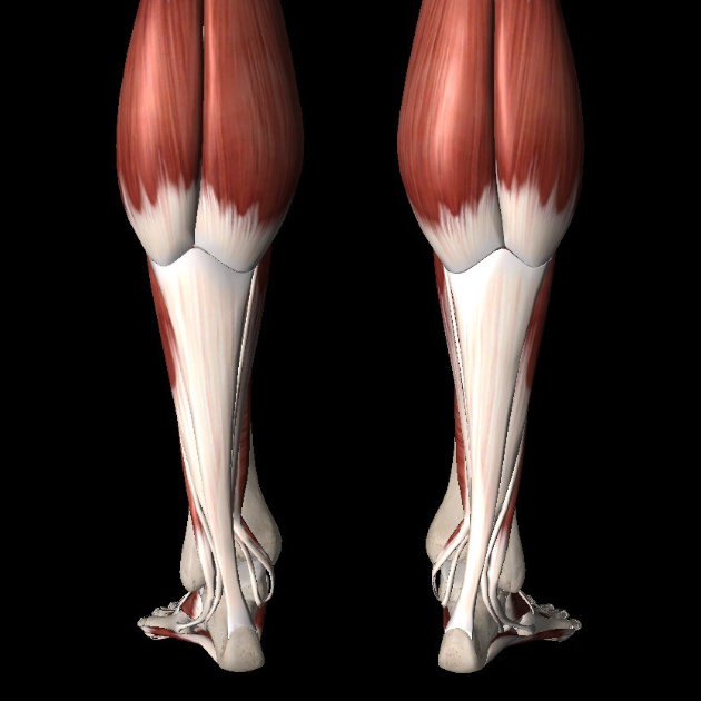 The muscular system consists of the skeletal muscles and their associated structures. What Is The Anatomical Term For Your Calf Muscle Of The Lower Leg : What Is The Anatomical Term For Your Calf Muscle Of The ...