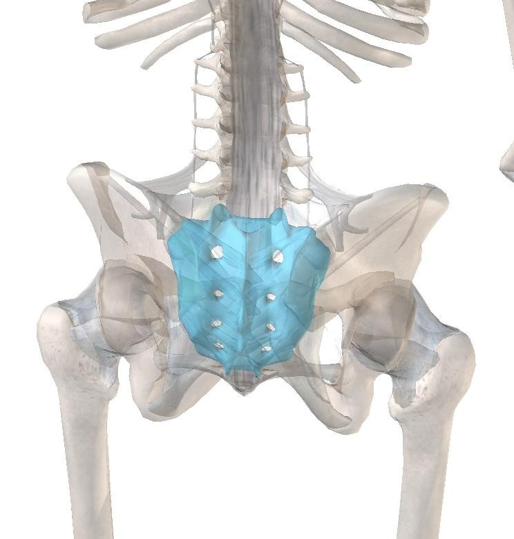 Sacral Stress Fractures POGO Physio Gold Coast
