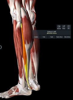 Inner Calf Muscle Side