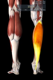 Inner Calf Muscle