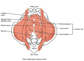 Running, Pelvic Floor