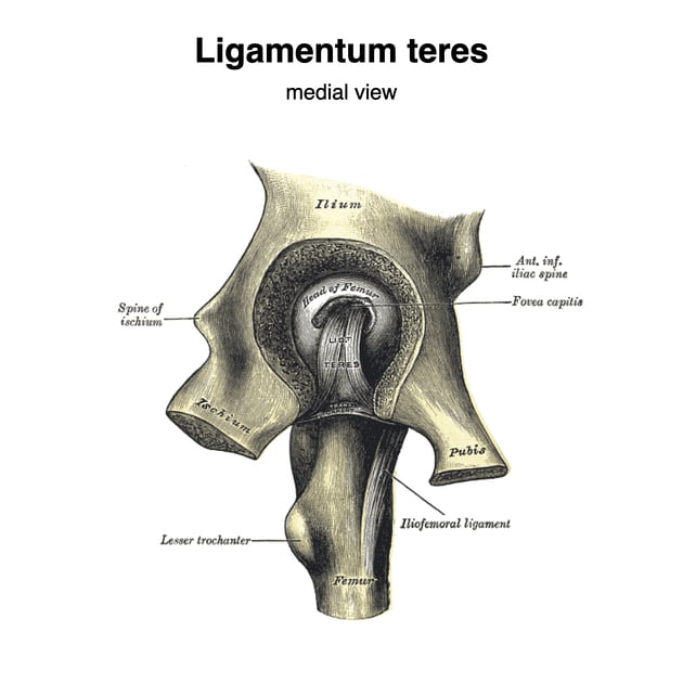 Ligamentum teres medial view illustration