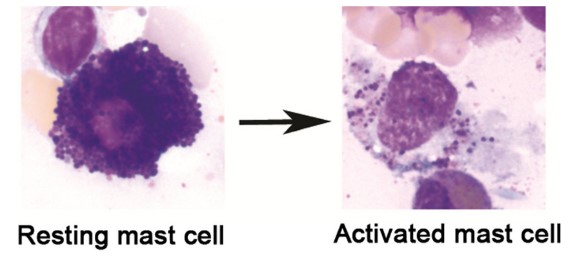 mast cell