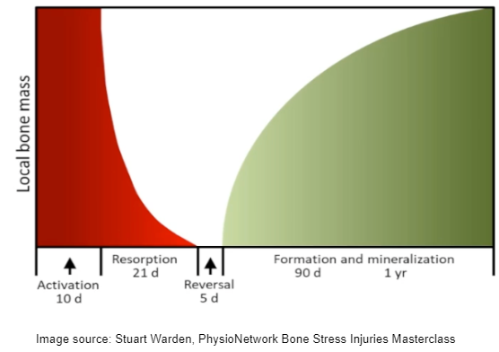 Navicular bone stress