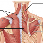 upper trapezius
