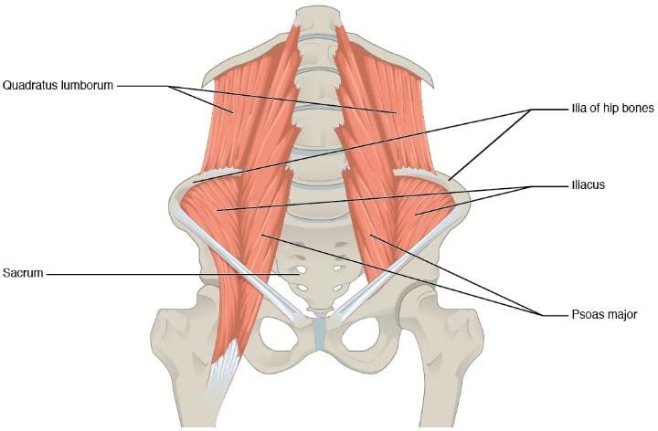 quadratus iumborum muscles