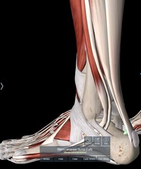retrocalcaneal bursa