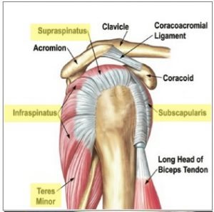 Rotator Cuff Injuries