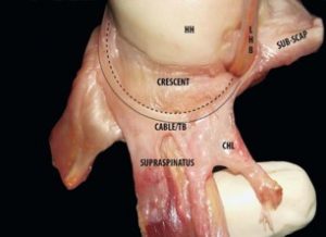 Rotator Cuff Injuries