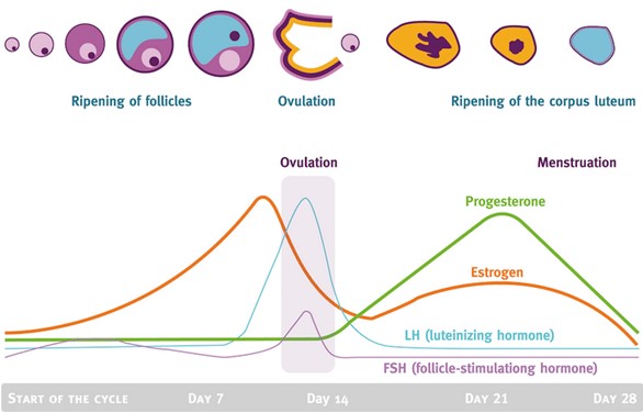 menstrual cycle