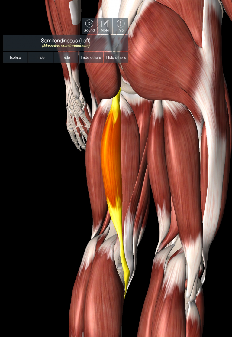 Choosing The Right Hamstring Exercises POGO Physio Gold Coast