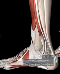 Superficial or Subcutaneous Calcaneal Bursa